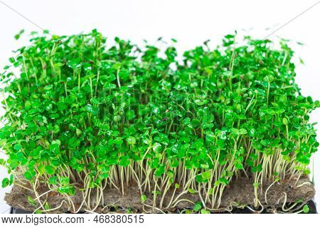 Green Young Sprouts Of Arugula Grown On A Linen Mat For Eating. White Background. Close Up.