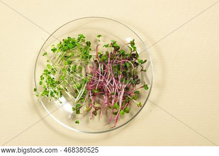 Cut Young Shoots Microgreen Of Red Radish Coral And Green Arugula On In A Glass Transparent Plate. L