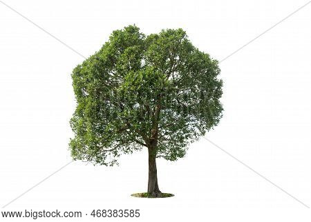 Tree Isolated On White Background High Resolution For Graphic Decoration, Suitable For Both Web And 