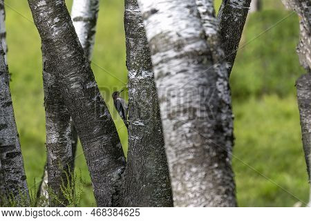 The Young Red - Headed Woodpecker After Leaving The Nest Cavity