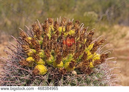 Details Of The Flowers Of A Barrel Cactus In Saguaro National Park In Arizona