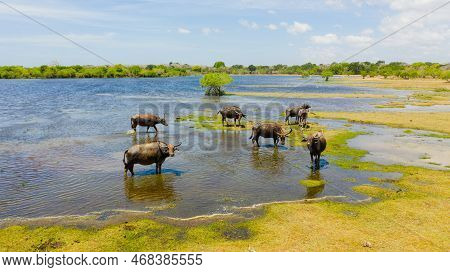 Wild Water Buffaloes In Natural Habitat. Kumana National Park. Sri Lanka.