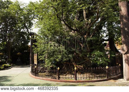 Giant Large Tamarine Tree Plant 1000 Year Old In Khum Khun Phaen Garden Park In Wat Khae Temple For