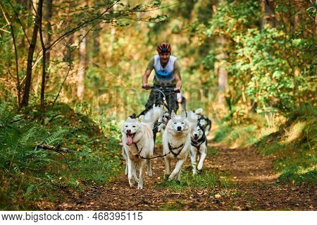 Svetly, Kaliningrad Oblast, Russia - October 2, 2021 - Carting Dog Sports, Active Siberian Husky Dog