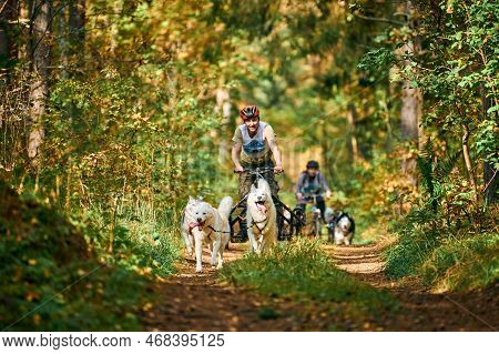 Svetly, Kaliningrad Oblast, Russia - October 2, 2021 - Carting Dog Sports, Energetic Siberian Husky 
