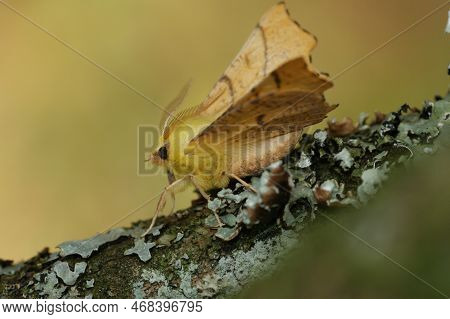 Natural Closeup On The Yellow Canary-shouldered Thorn Geometer Moth, Ennomos Alniaria, Sitting On Wo