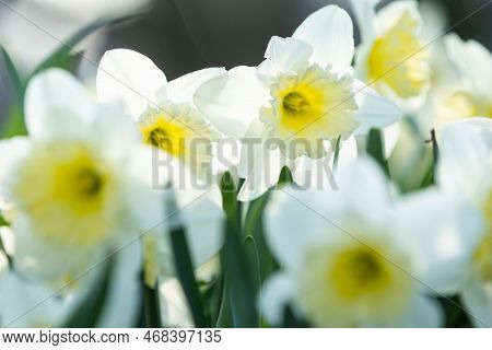 Narcissus Flowers Close Up. Floral Spring Background. Blooming Daffodils In The Field. White Flowers