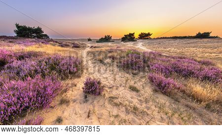 Beautiful Sunset With Clear Sky Over Heathland In National Park Hoge Veluwe, The Netherlands. Landsc