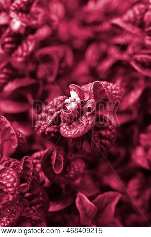 The Unusual Curly Leaves Of The Shrub Leucothoe Axillaris, Toned A Trendy Viva Magenta Color. Backgr
