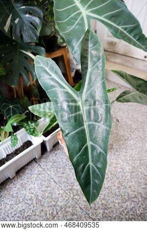 Alocasia Longiloba Miq, Araceae Or Alocasia Longiloba Plant