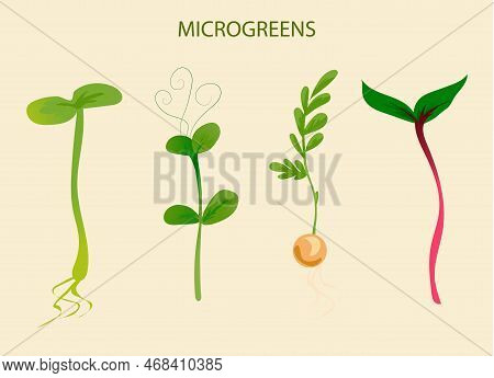 Green Sprouts. Microgreen Growing Seed. Plant Growth Phase. Seedling With Leaves And Roots. Vegetabl