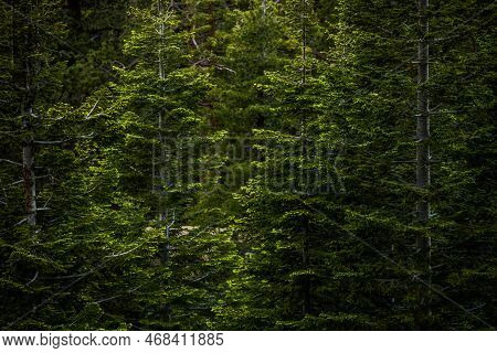 New Growth On Tips Of Pines Glow In The Morning Light In Yosemite