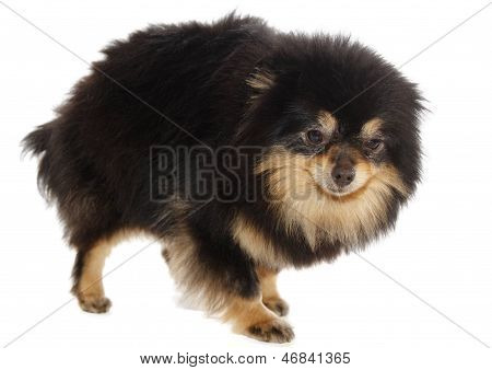 Lulu Pomerânia
