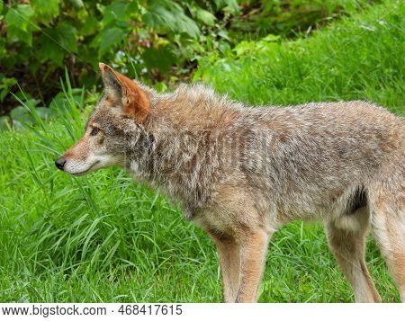 Coyote At Parc Omega In Montreal, Canada