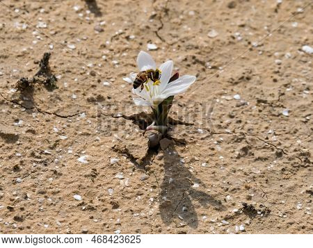A Bee Collects Pollen From A Colchicium Flower (lat. - Colchicum Ritchii) In The In The Winter In Th