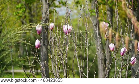 Pink Magnolia Flower Spring Branch In The Garden. Buds Of Flowers. Magnolia Denudata