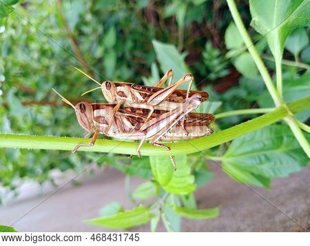 Two Grasshoppers Close Up. Grasshopper Love. Blur Background.