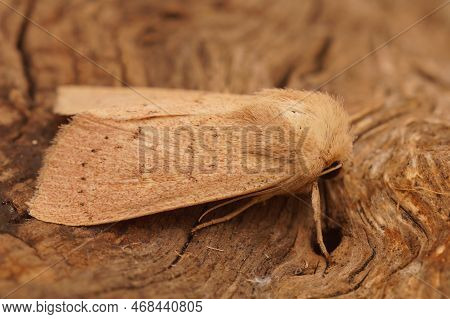 Detailed Closeup On The Mediterranean Clay Owlet Moth, Mythimna Ferrago Sitting On A Piece Of Wood