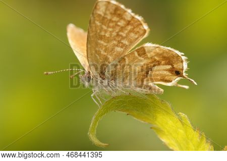 Natural Closeup On The Mediterranean Geranium Bronze Butterfly, Cacyreus Marshalli On A Green Leaf