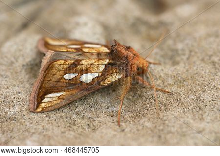 Closeup On The Colorful Goldspot Owlet Moth, Plusia Festucae, Sitting On A Stone