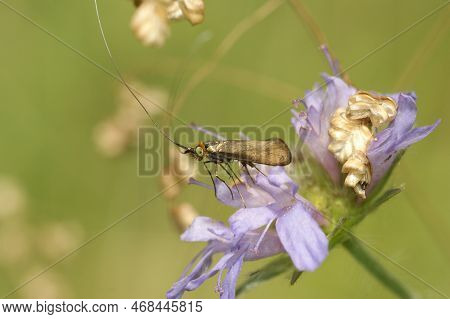 Close Up On Yellow Metallic Colored Longhorn Micro Moth The Nemophora Metallica On, A Pink Scabious 