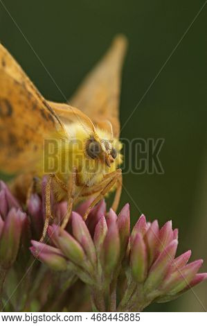 Detailed Closeup On The Yellow Canary-shouldered Thorn Geometer Moth, Ennomos Alniaria