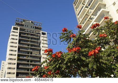 Modern Residential Building, Glass Balconies, White Facade Cladding. Blooming African Tulip Tree Und