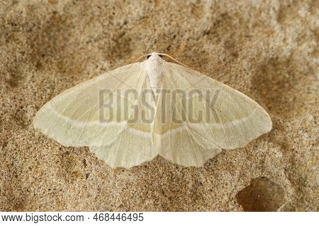 Closeup On The Lightr The Light Emerald Geometer Moth, Campaea Margaritata With Spread Wings