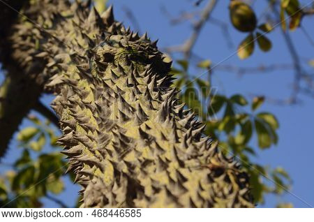 Bark Of Ceiba Speciosa, Silk Floss Tree.  Trunk Of An Exotic Tree With Spikes. Cotton Tree. Interest