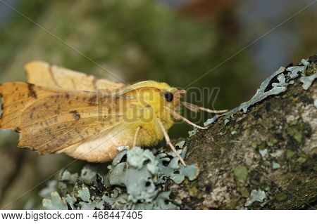 Natural Closeup On The Yellow Canary-shouldered Thorn Geometer Moth, Ennomos Alniaria, Sitting On Wo