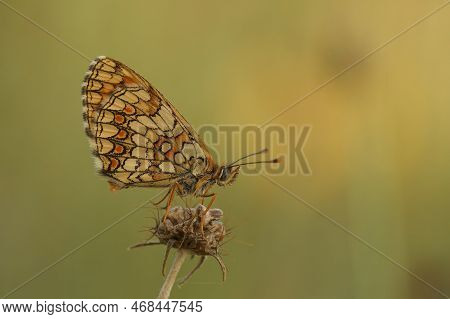 Natural Closeup On The Mediterranean Blue-eyed Provincal Fritillary Butterfly,melitaea Deione, Sittn