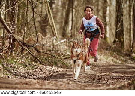 Svetly, Russia - 04.17.2022 - Running Siberian Husky Sled Dog In Harness Pulling Young Girl On Autum