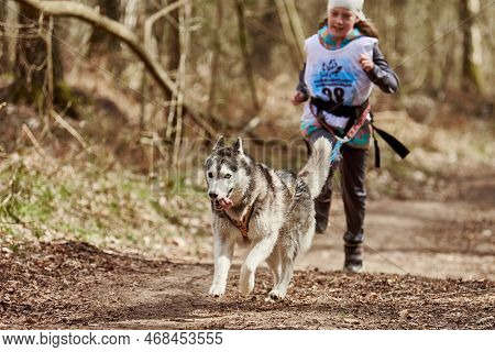 Svetly, Russia - 04.17.2022 - Running Siberian Husky Sled Dog In Harness Pulling Young Girl On Autum