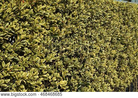 The Variegated Leaf Japanese Spindle Tree Hedge And Berries. Celastraceae Evergreen Shrub. Many Flor