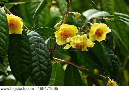 Yellow Camellia ( Camellia Chrysantha ) Flowers. Theaceae Evergreen Shrub Native To China And Vietna