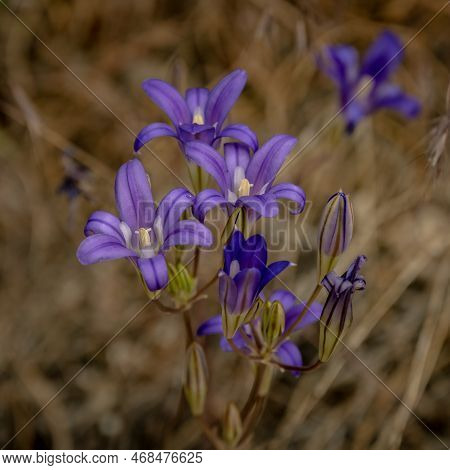 Purple Blooms Of Broadiaea Flowers In Yosemite National Park