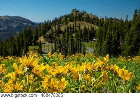 Sunflowers On Volcanic Legacy Scenic Byway In Lassen Volcanic National Park