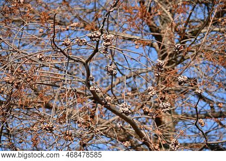 Bald Cypress ( Taxodium Distichum ) Tree In Winter. Leaves And Nuts. Cupressaceae Deciduous Conifer 