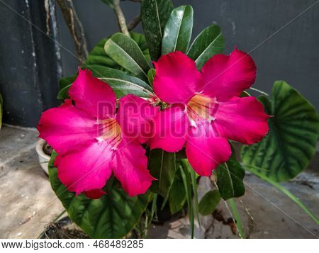 Beautiful Adenium Flowers Are Blooming In Home Garden