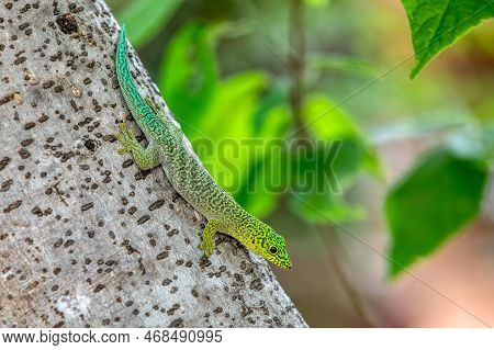 Standing's Day Gecko (phelsuma Standingi) Is An Arboreal And Diurnal Species Of Lizard In The Family
