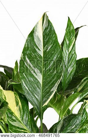 Beautiful Leaf Of Tropical 'spathiphyllum Diamond Variegata' (botanic Name) Houseplant With White Sp