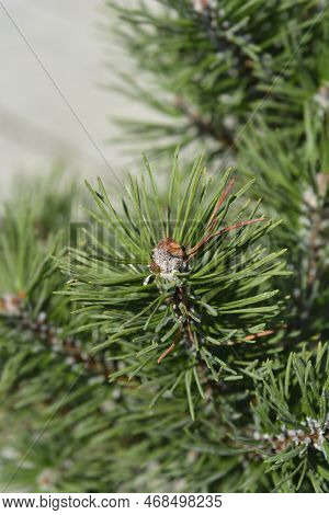 Dwarf Mountain Pine Gnom Branches In The Summer