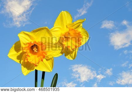 Daffodils Latin Name Narcissus Gold Medal Flowers