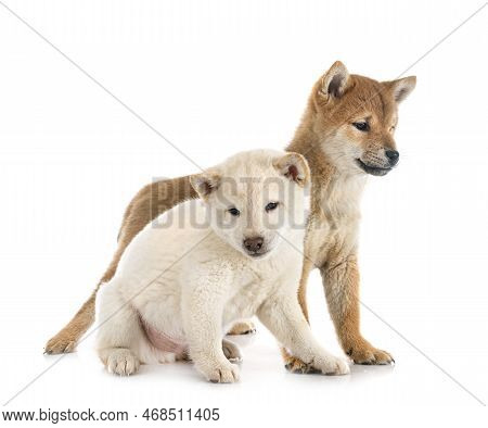 Young Shiba Inus In Front Of White Background