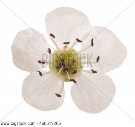 Hawthorn  Flower Head Isolated On  White Background