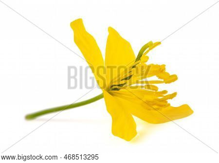 Celandine Flower Isolated On A White Background