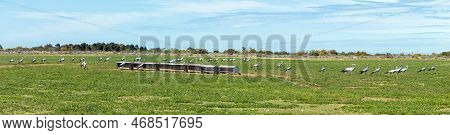 A Large Flock Of Endangerd Blue Cranes At Kleiheuwel Next To The Road Between Arniston And Struisbaa