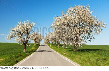 Road And Alley Of Flowering Cherry Trees In Latin Prunus Cerasus With Beautiful Sky. White Colored F