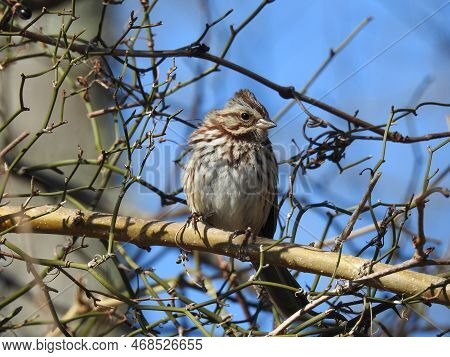 A Song Sparrow Perched On A Branch, In The Edwin B Forsythe National Wildlife Refuge, Galloway, New 