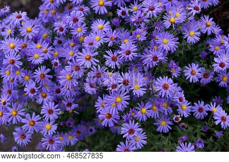 Late Autumn Flowers Under Aster Virginsky Name